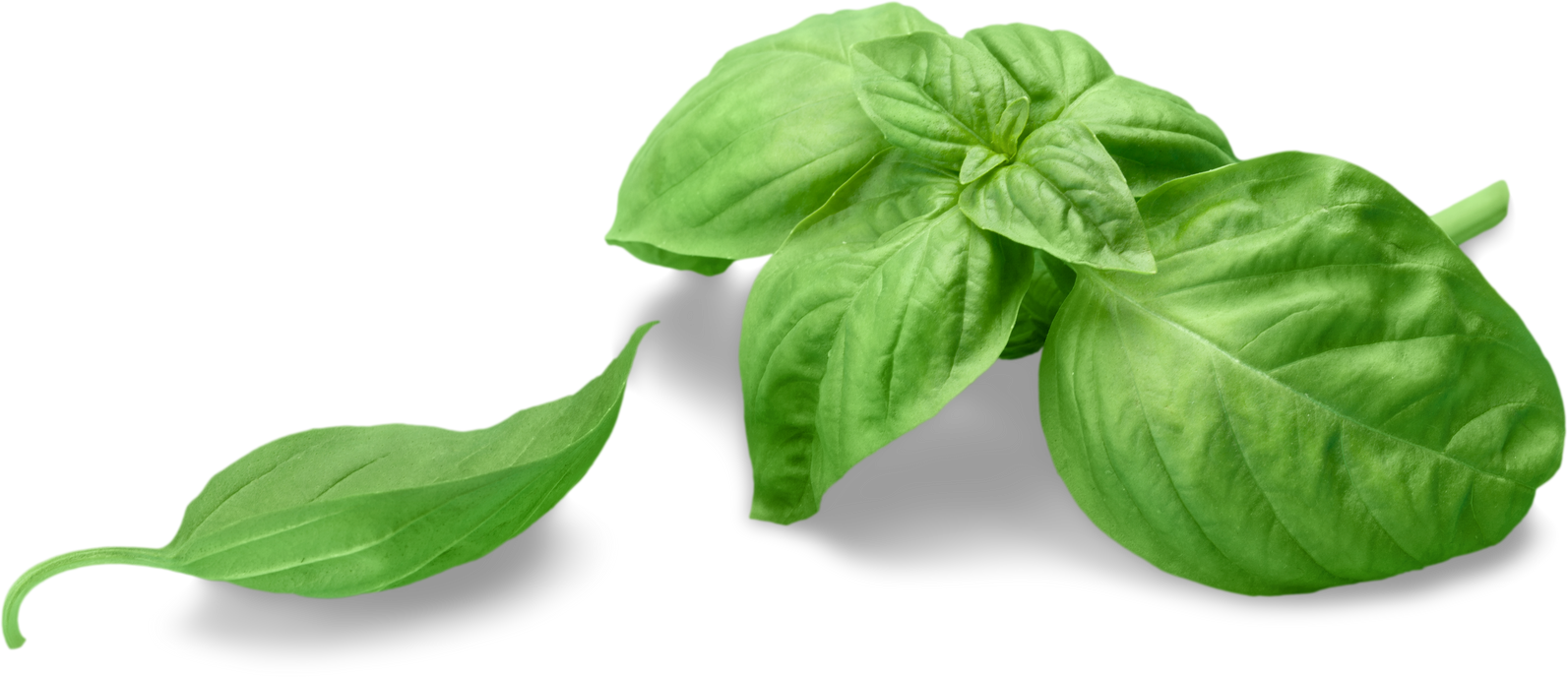 Fresh Basil